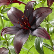 Hybrid Lily 'Dimention'